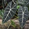 Alocasia - Kris Plant - Elephant Ear