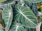 alocasia leaf plant