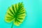 Alocasia leaf on soft blue background