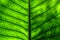 Alocasia Leaf texture background
