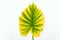 Alocasia leaf on white background