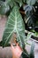 Alocasia longiloba miq, Araceae or Alocasia Longiloba