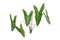 Alocasia longiloba plant