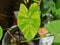 alocasia longiloba variegated. green and yellow spot