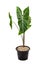 Alocasia Longiloba on a white background