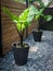 Alocasia macrorrhiza black stem elephant ear