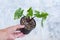 Alocasia macrorrhizos Black Stem varigated in the pot