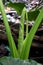 Alocasia macrorrhizos, Xanthosoma. Looking like roll