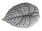 Alocasia Melo leaf isolated