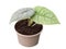 Alocasia Melo plant in the pot