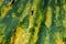 Alocasia odora leaf, texture, pattern, abstract