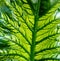 Alocasia Odora Leaf Veins background