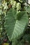 Alocasia odora leave