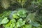 Alocasia odora leaves