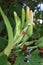 Alocasia Odora, Night-Scented Lily