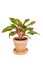 Alocasia Pictus plant in brown ceramic pot.