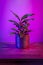 Alocasia Pictus plant in ceramic pot on a vibrant dark pink background.