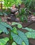 Alocasia plant on a background of landscape design with stones and tropical plants