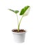 alocasia plant in pot on white background