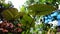 alocasia plant with three leaves