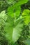Alocasia plant in the wild in Florida nature, closeup