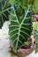 Alocasia Polly , Kris Plant or Elephant Ear.