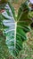 Alocasia Pseudo Sanderiana is also known as the Keladi Amazon Lokal, an ornamental plant that is currently popular in Indonesia.