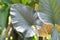 Alocasia Regal Shield ,Alocasia plant