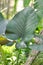 Alocasia Regal Shield ,Alocasia plant