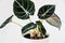 Alocasia reginula \\\'black velvet\\\' on white background.