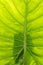 Alocasia rhizome leave background