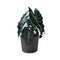 Alocasia sanderiana bull black plant pot isolated white background