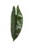 Alocasia scalprum A. Hay green caladium heart shape slim