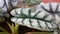 Alocasia silver dragon