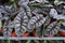 Alocasia Silver Dragon (Alocasia Baginda) has beautiful leaves on pot on natural light backgroun