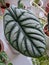 Alocasia Silver Dragon leaf