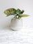 Alocasia silver dragon or silver jewel alocasia in a white planter against a white background