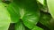 alocasia taro leaves