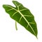 Alocasia, tropical plant leaf