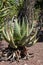 Aloe aculeata in garden on a sunny day