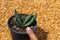 Aloe aculeata succulent plant in a plastic pot