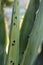 Aloe agave