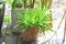 Aloe, Aloe barbadensis  Mill or Aloe vera plant