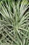 Aloe Arborescens in the garden