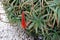 Aloe arborescens, Krantz aloe, Candelabra aloe