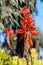 Aloe Arborescens Plant from South Africa