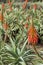 Aloe arborescens, a species of flowering succulent plant