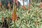 Aloe arborescens, a species of flowering succulent plant