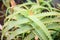 Aloe arborescens variety plant