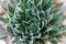 Aloe aristata, homemade prickly medicinal plant close-up, top view, macro